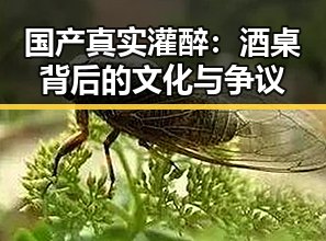 国产真实灌醉：酒桌背后的文化与争议